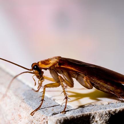 Cockroaches   Photo